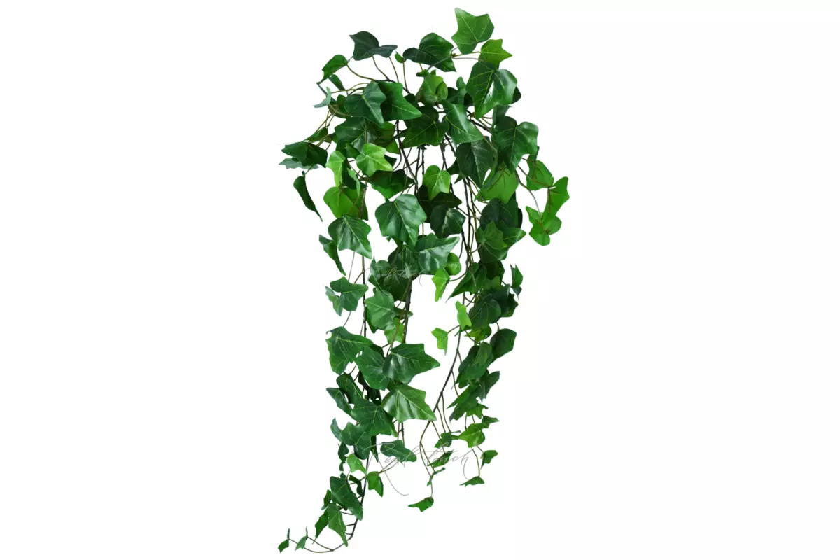 Ivy - bush 70 сm - green Ivy - bush 70 сm - green