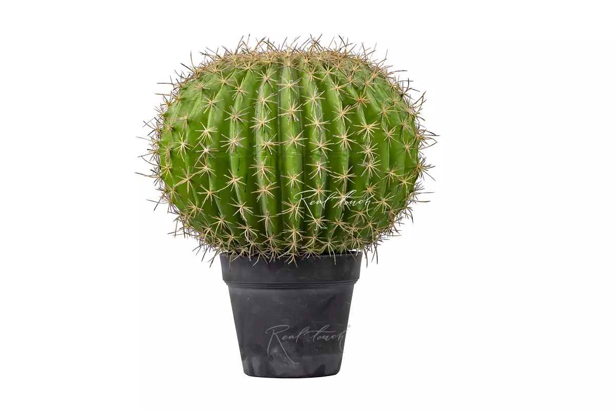 Echinocactus Grusonii Golden barrel large - green Echinocactus Grusonii Golden barrel large - green