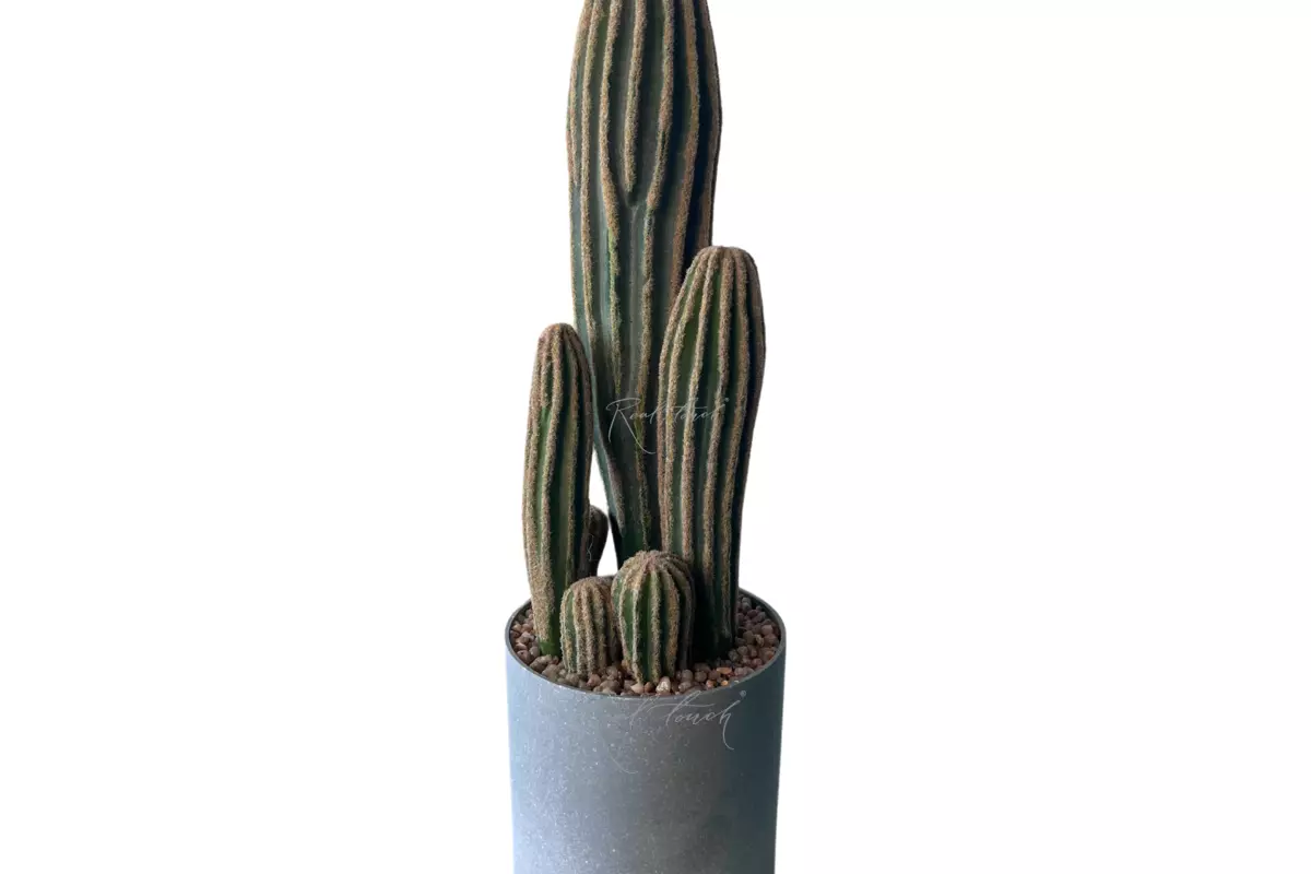 Cactus San Pedro small (gray pot) - green