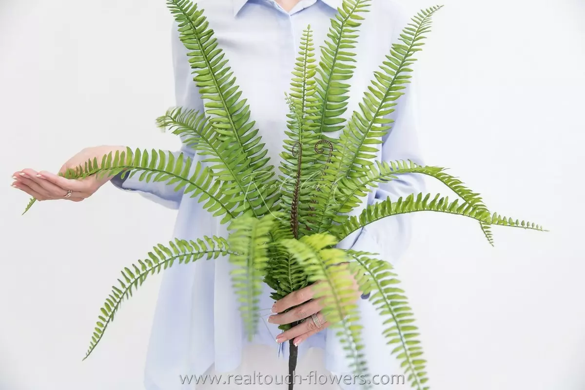 Nephrolepsis Exaltata (Boston fern) 70 cm - green