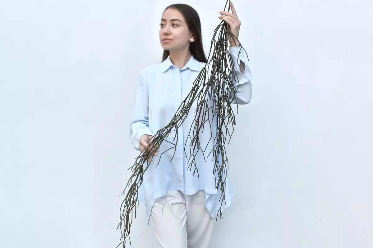 Rhipsalis (Mistletoe cactus) 120cm  - Green brown