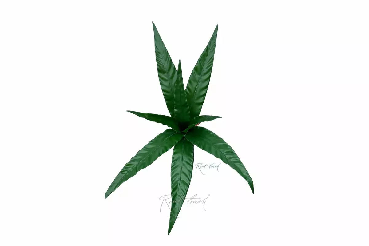 Asplenium bush of 8 leaves - green Asplenium bush of 8 leaves - green