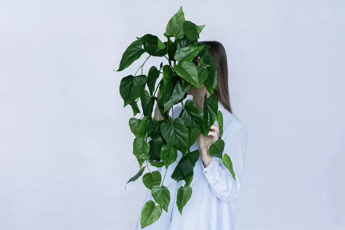 Pothos bush 70cm - green