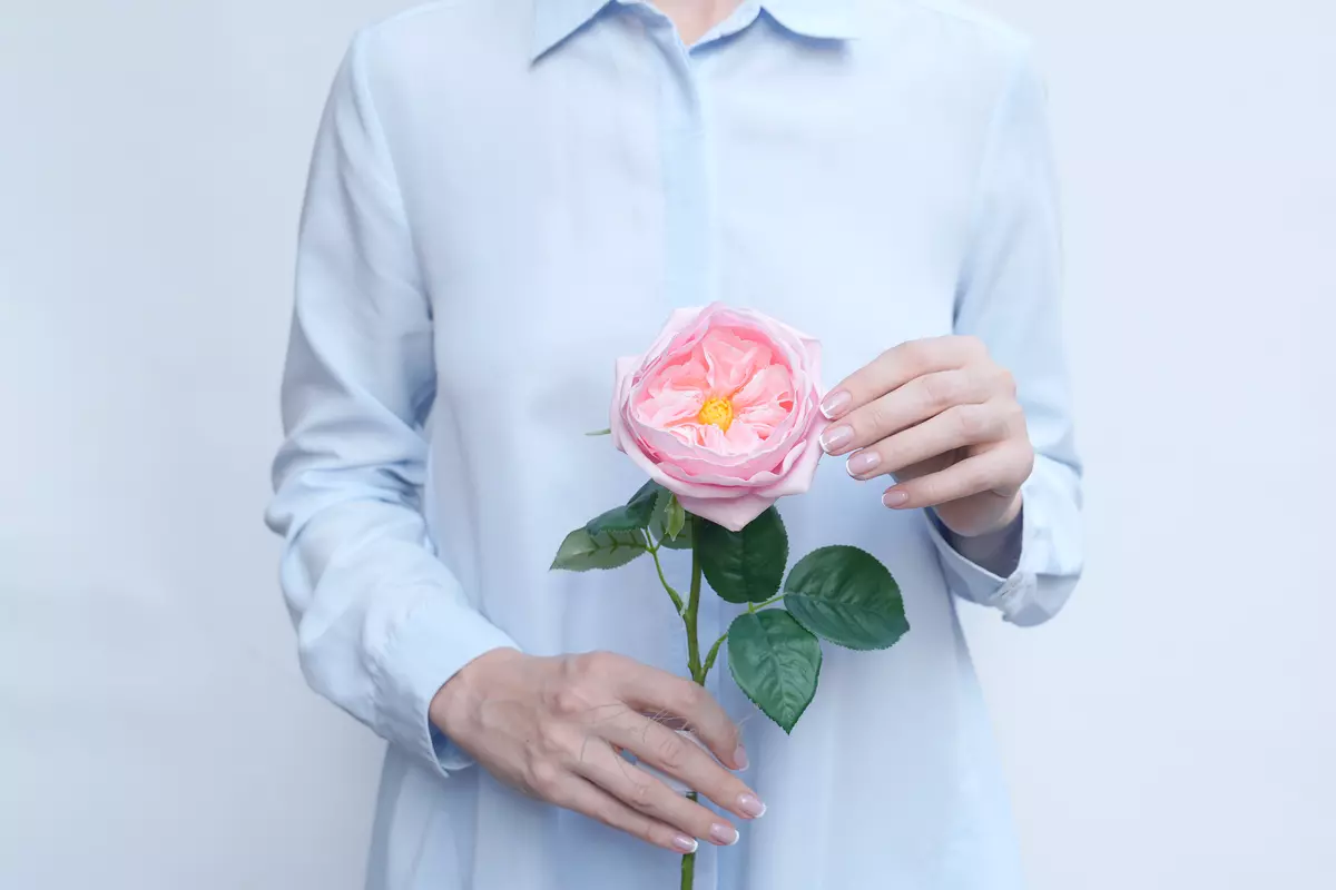 Rose David Austin The Pilgrim small - pink Rose David Austin The Pilgrim small - pink