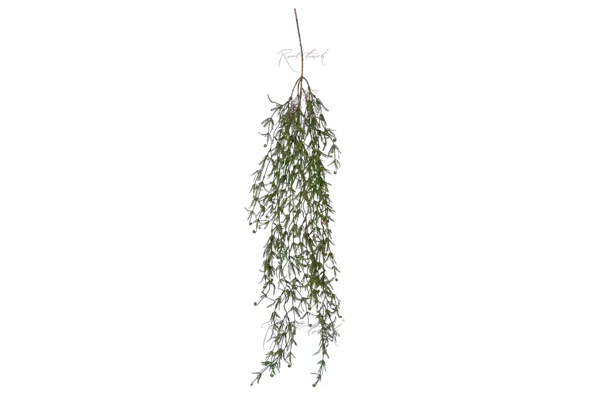 Sicklethorn Asparagus 110 cm - Green red