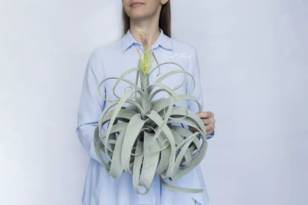 Tillandsia Xerographica blooming air plant (style 2) - Green blue