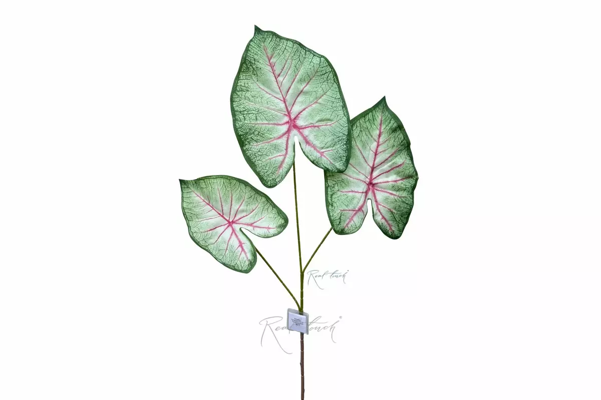 Caladium Candidum 3 leaves - Pink green
