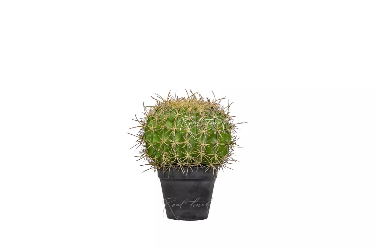 Echinocactus Grusonii Golden barrelsmall - green Echinocactus Grusonii Golden barrelsmall - green