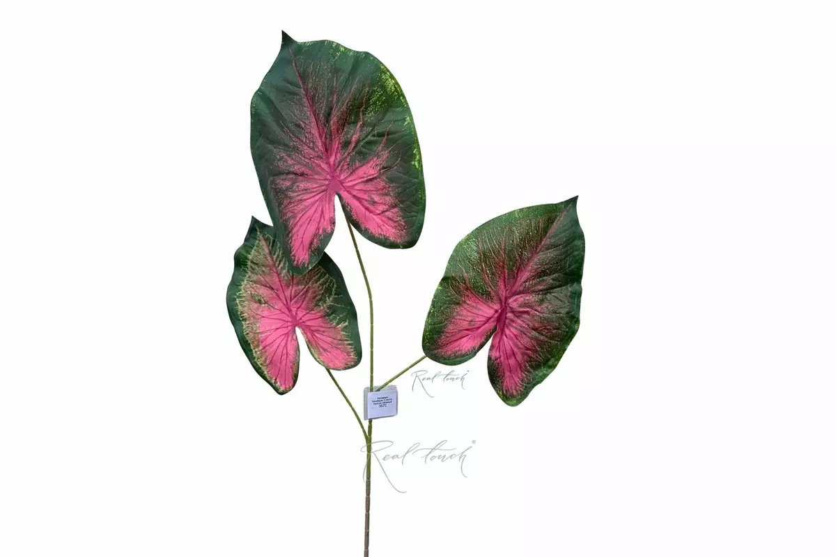 Caladium Candidum 3 leaves - Red green