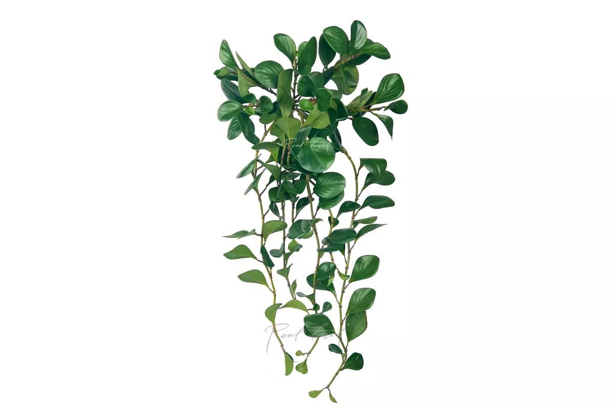 Peperomia bush 90 cm - green