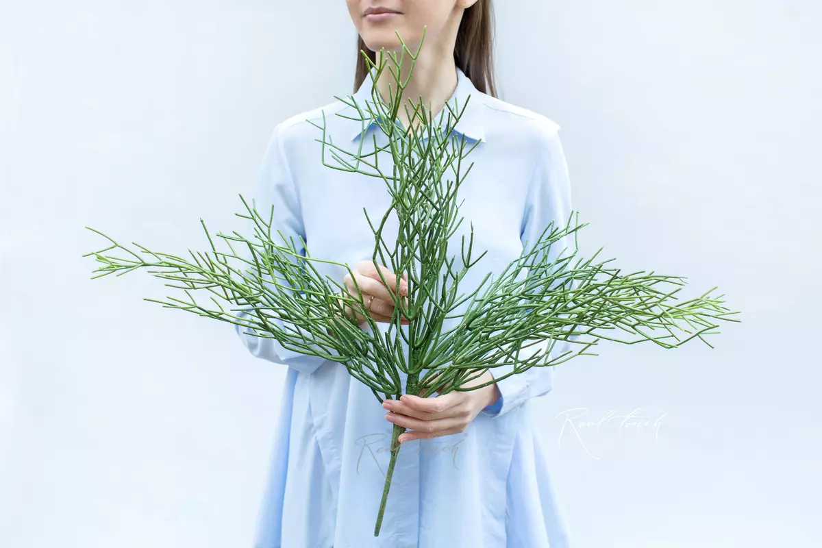 Rhipsalis bush medium - green