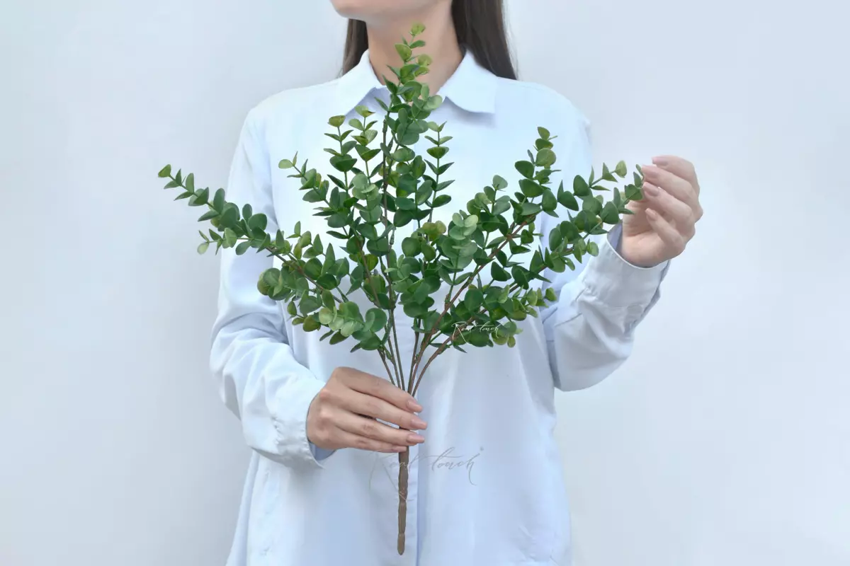 Eucalyptus bunch - green Eucalyptus bunch - green