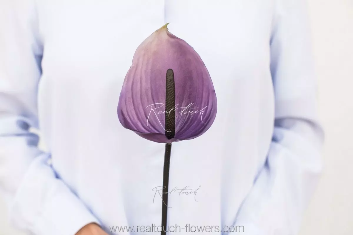 Anthurium small - purple