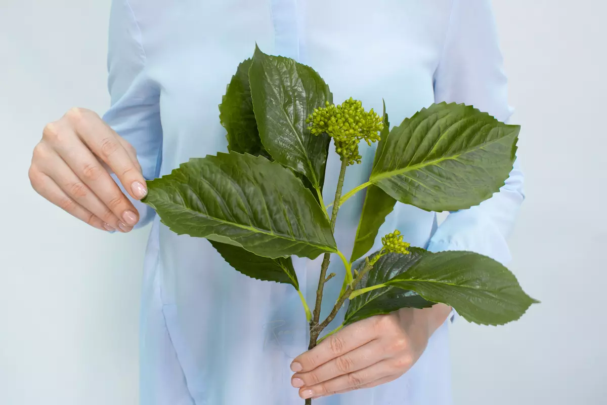 Real Touch Hydrangea stem with closed buds - green