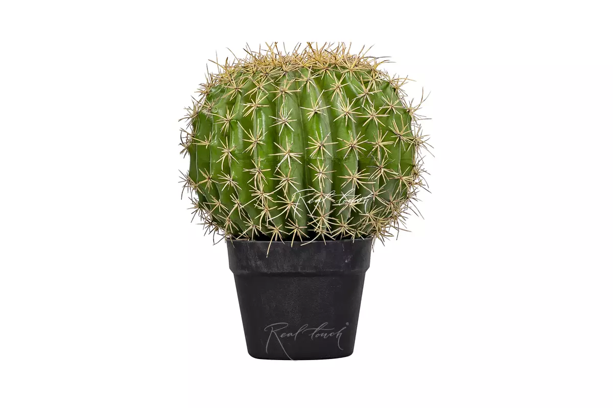 Echinocactus Grusonii Golden barrel medium - green Echinocactus Grusonii Golden barrel medium - green