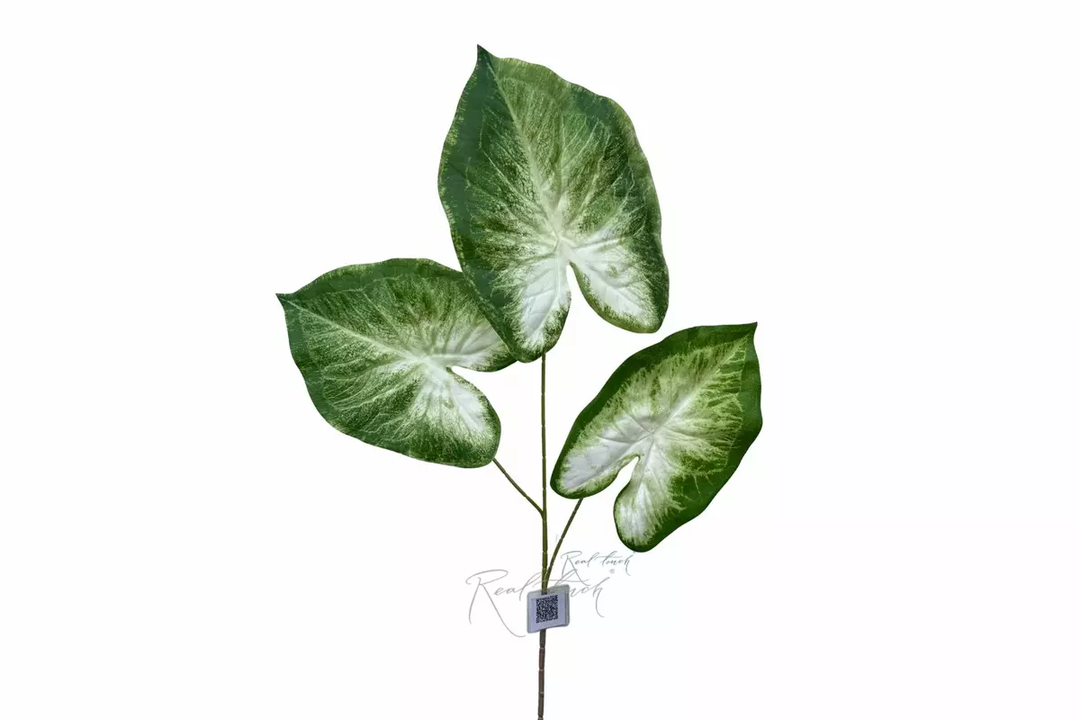 Caladium Candidum 3 leaves - white green