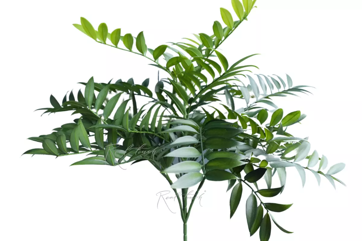 Ruscus bush (27 branches) - green