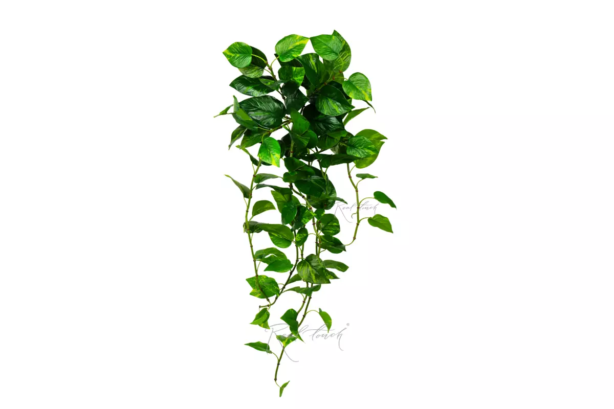 Pothos hanging bush 34" - green