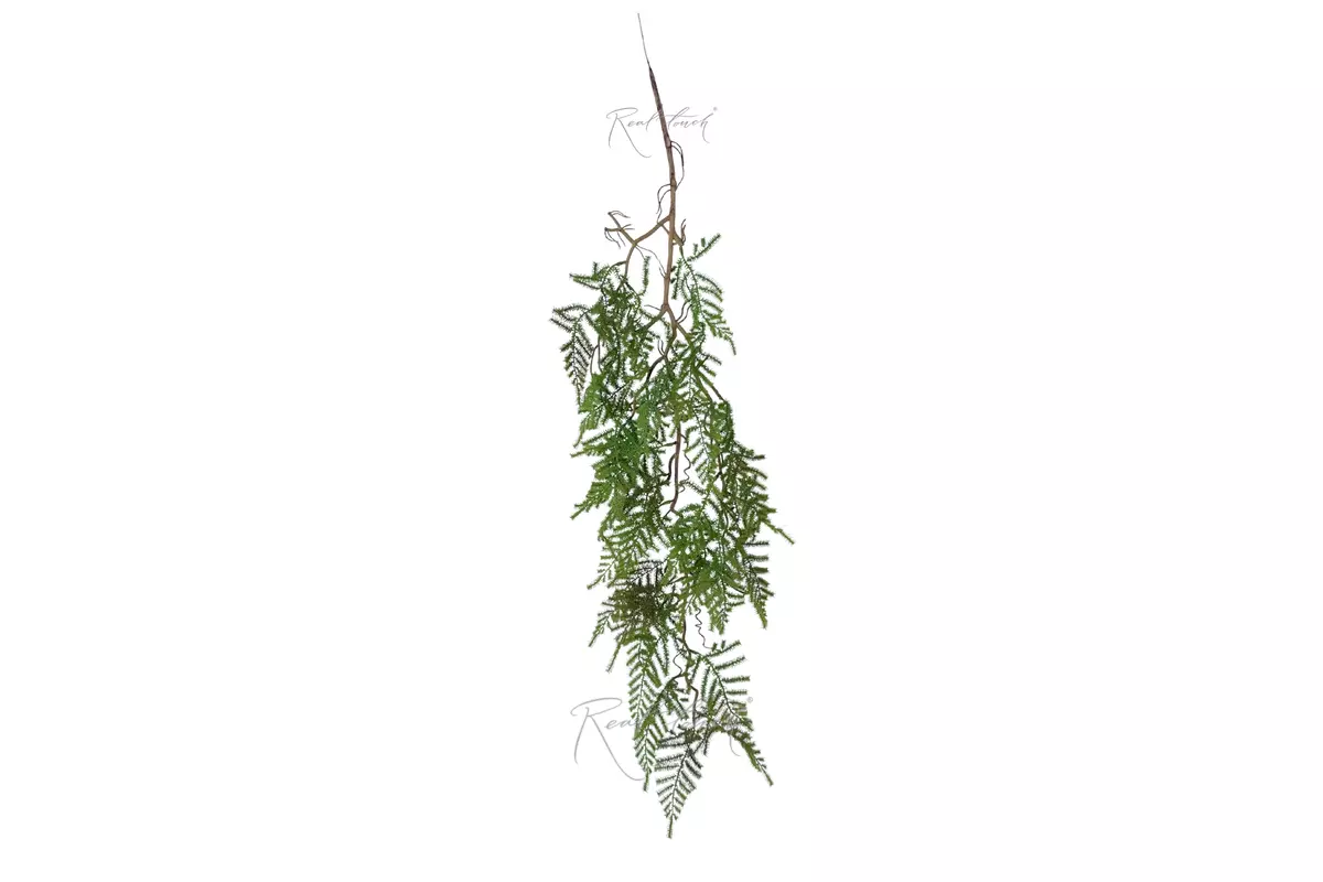 Plumosa Asparagus on Woody Stem 100 cm (Type 2) - light green