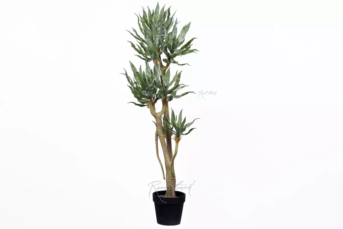 Yucca elephantipes 130cm in pots - green Yucca elephantipes 130cm in pots - green