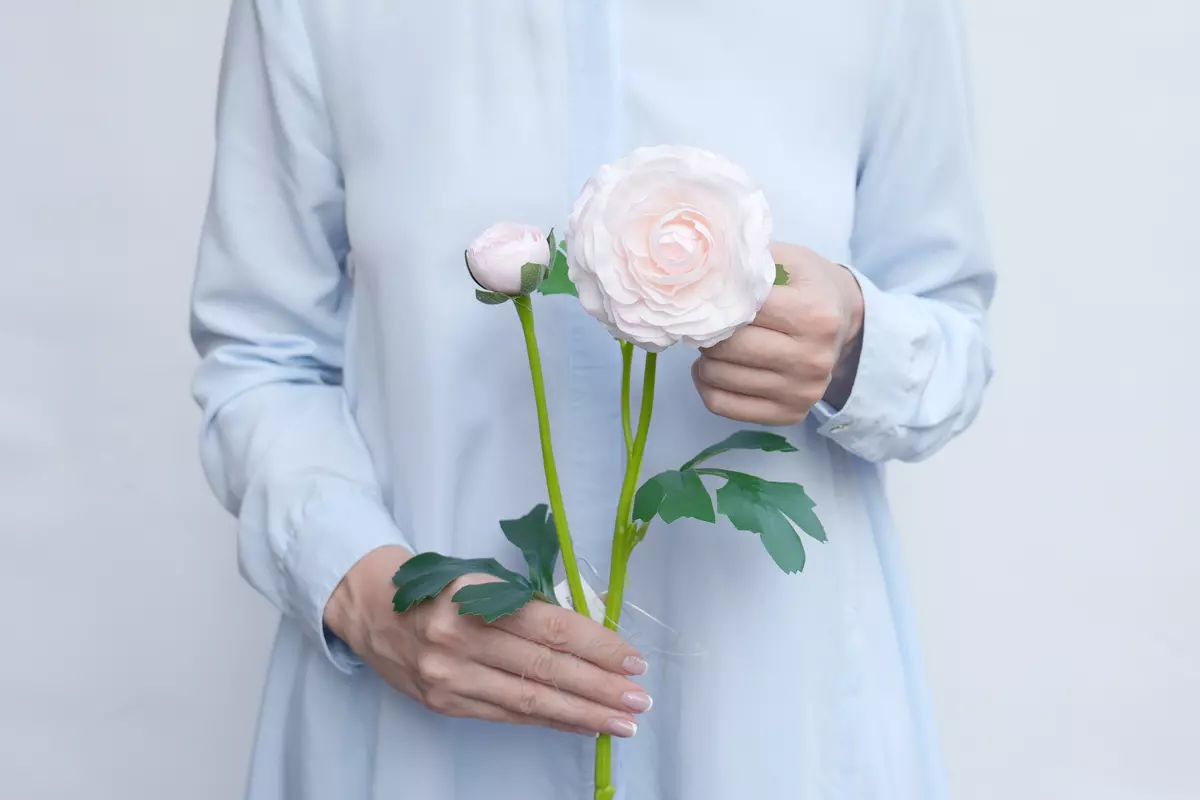 Ranunculus asiaticus Pauline - white pink 