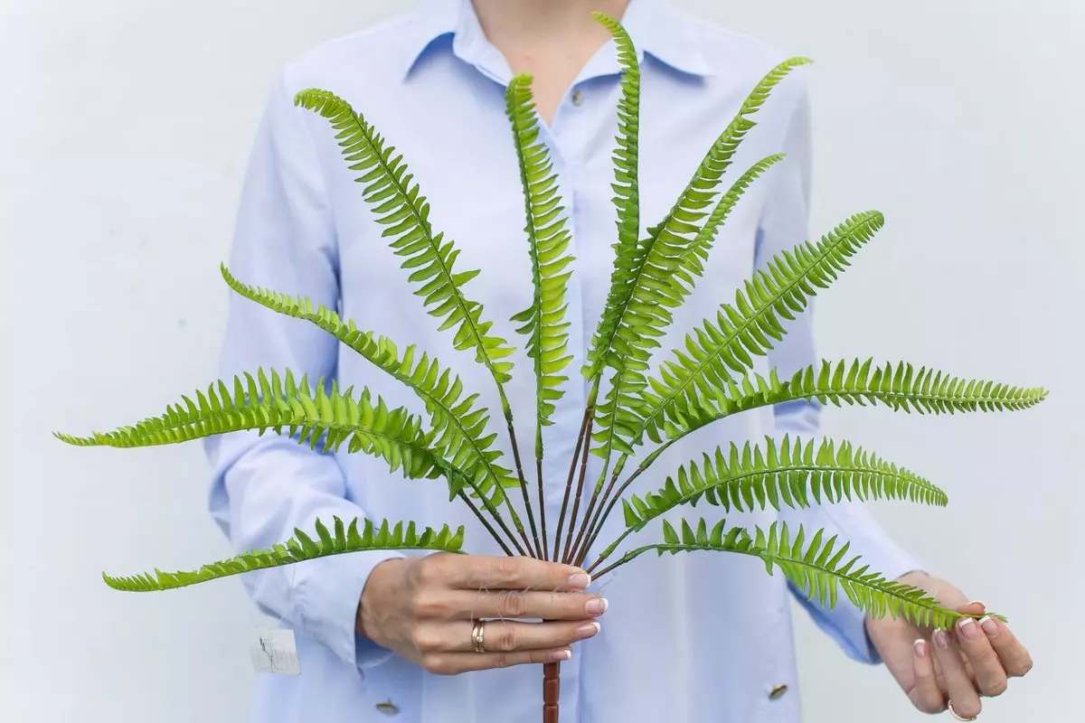  Nephrolepis cordifolia (Sword Fern) - green