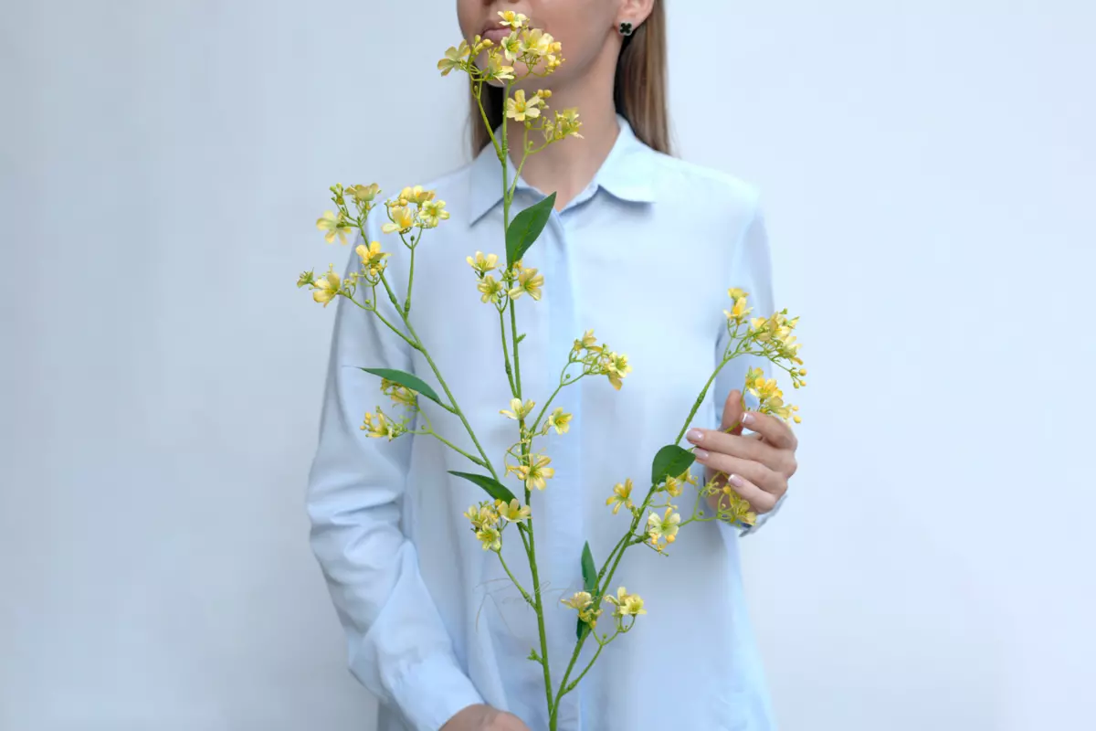 Creeping Gypsophila - yellow Creeping Gypsophila - yellow
