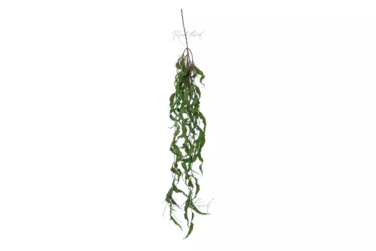 Trailing Curly Willow Vine 113 cm - Green red