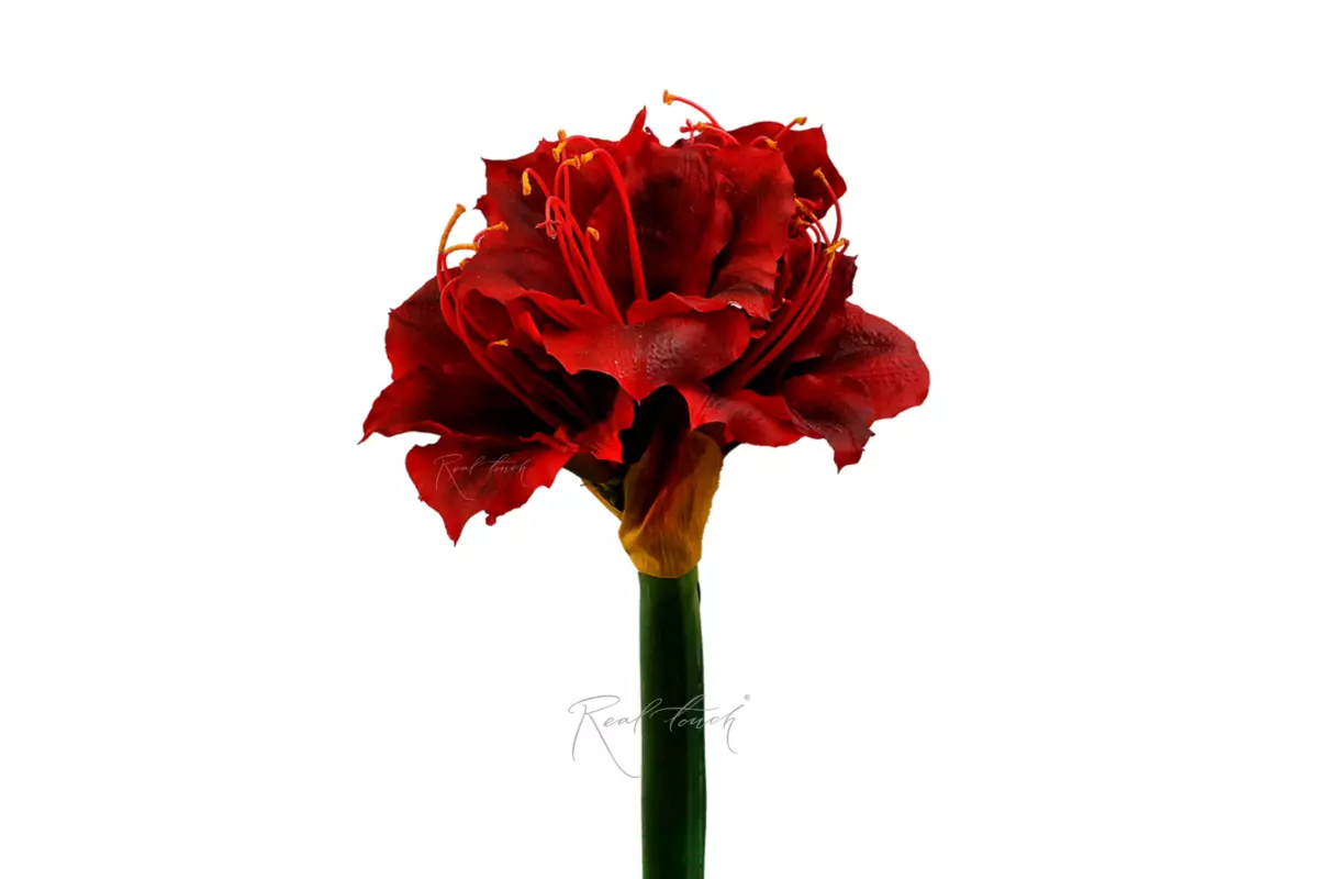 Giant Amaryllis - red Giant Amaryllis - red