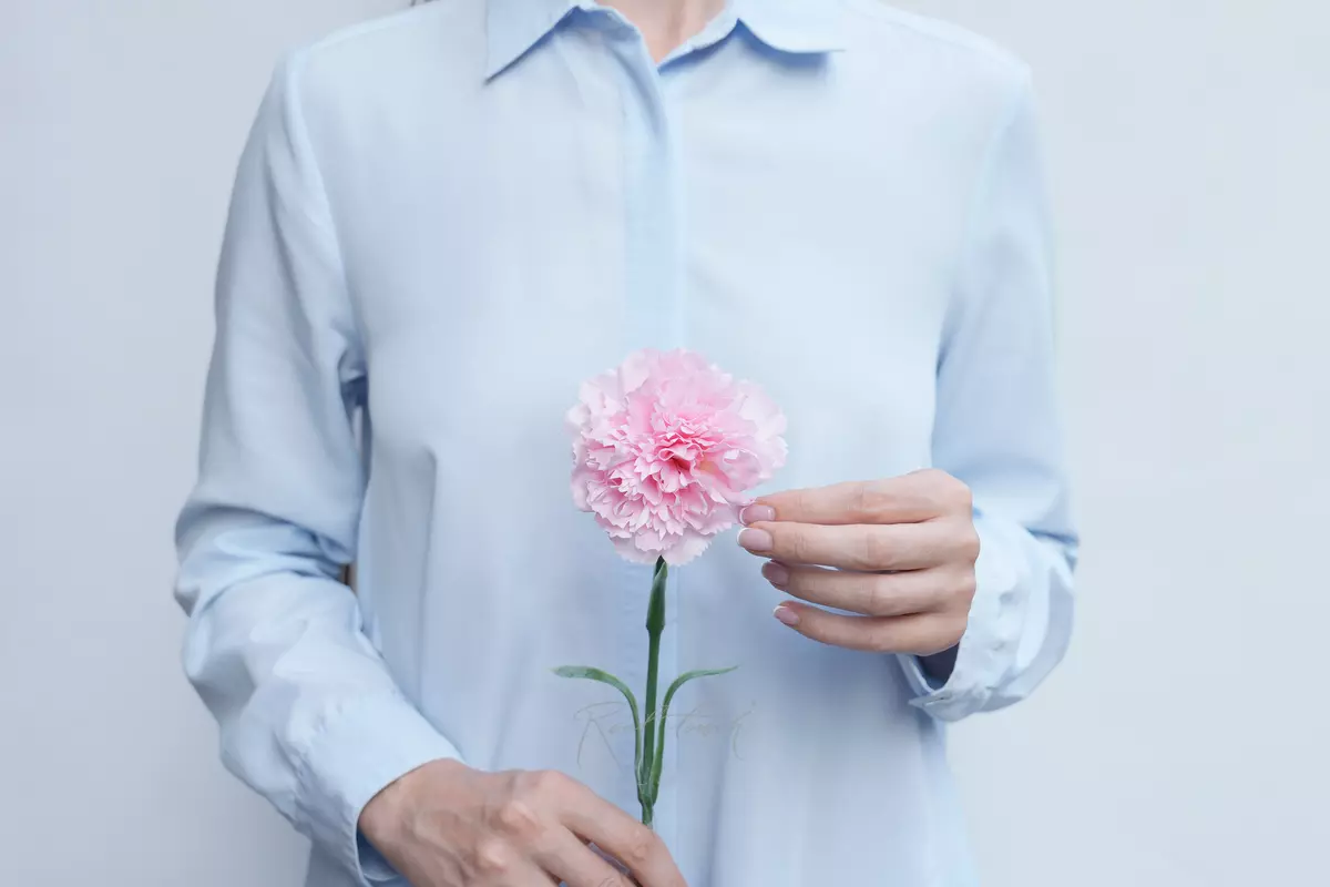 Carnation (dianthus) - pink