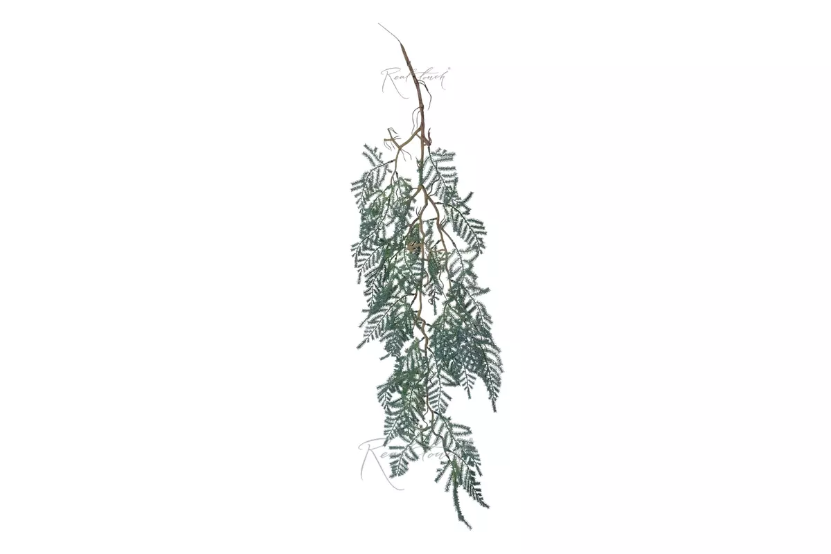 Plumosa Asparagus on Woody Stem 100 cm (Type 2) - Gray green