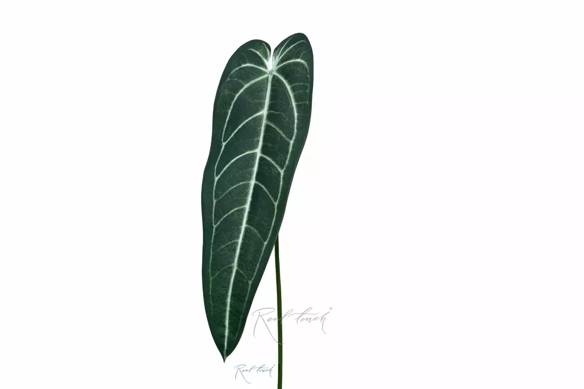 Anthurium Varoka 82cm - Dark green with white