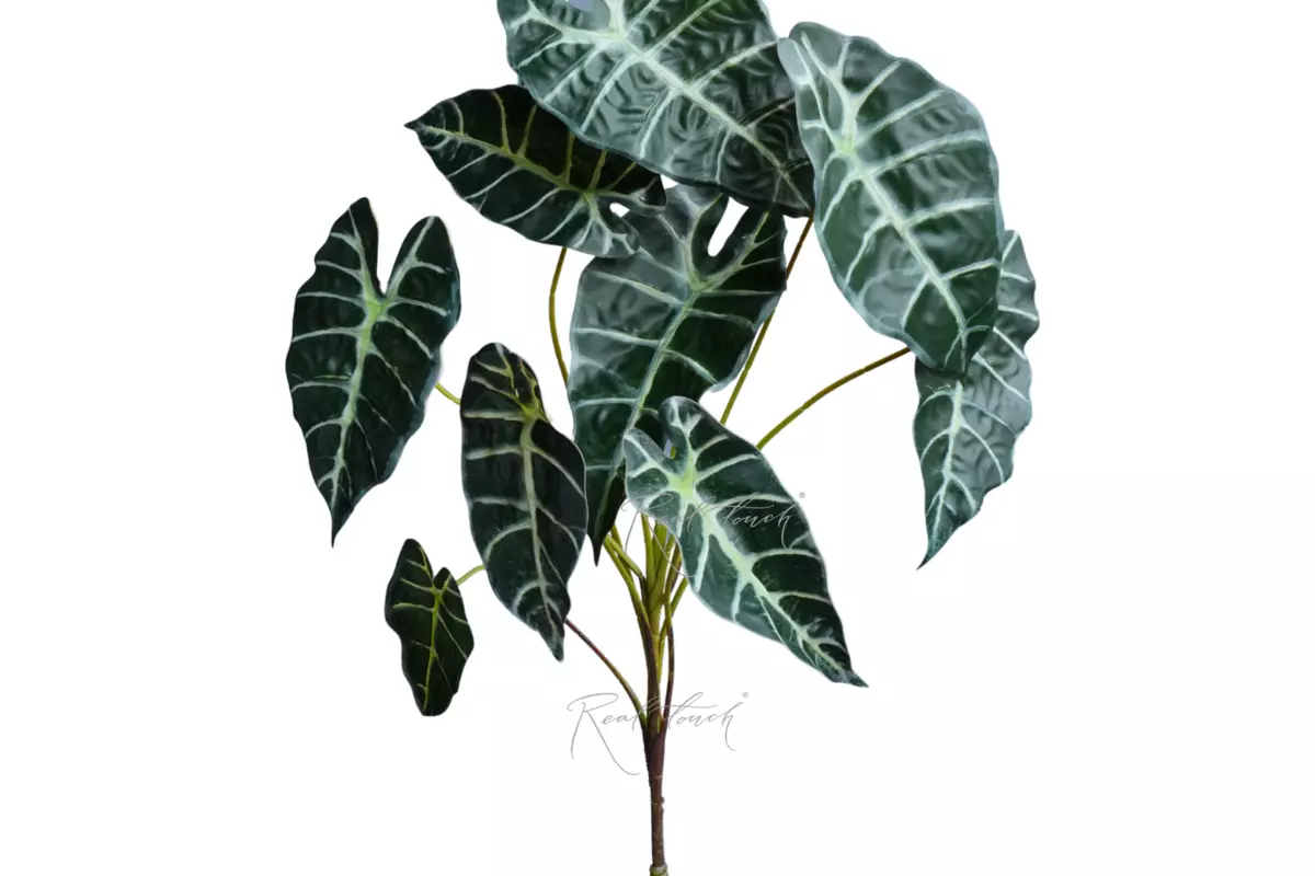 Alocasia bush - Dark green Alocasia bush - Dark green