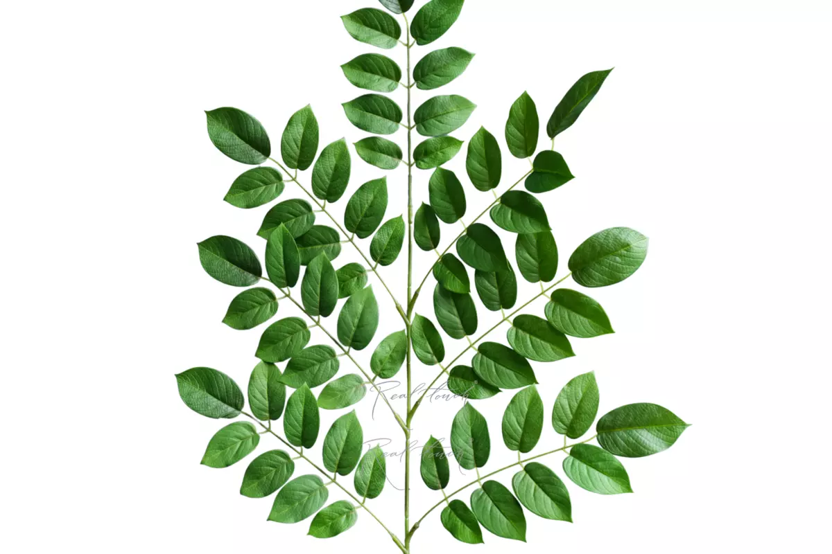 Small guava branch (one-sided) - green
