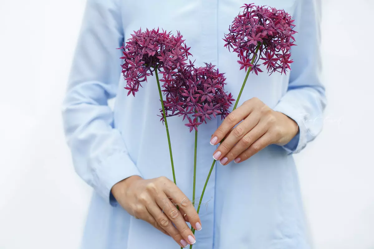 Allium with 3 inflorescences - purple Allium with 3 inflorescences - purple