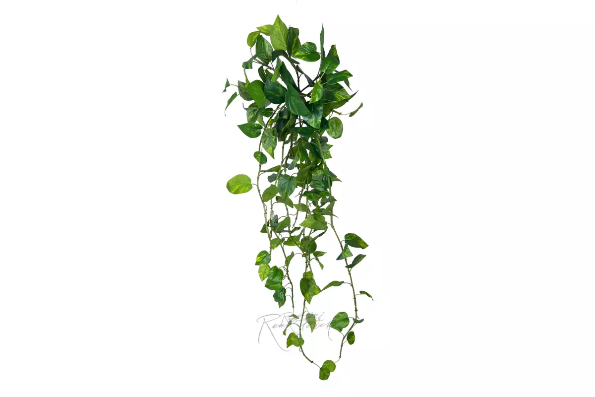 Pothos hanging bush 48" - green