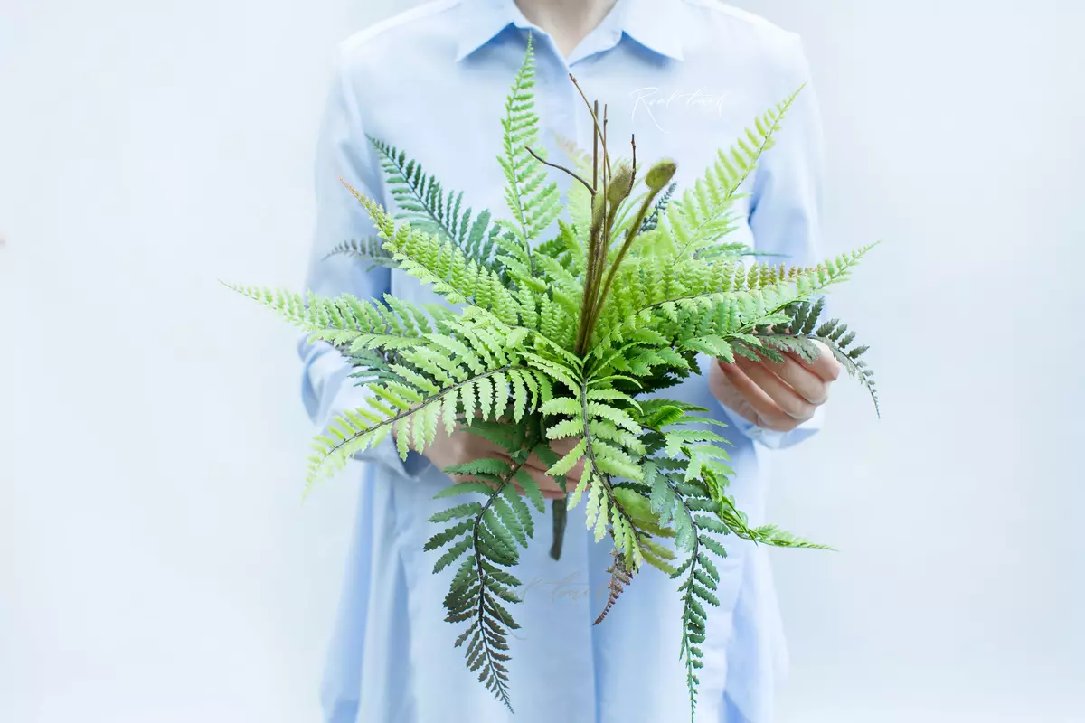 Athyrium Lady-fern medium - green