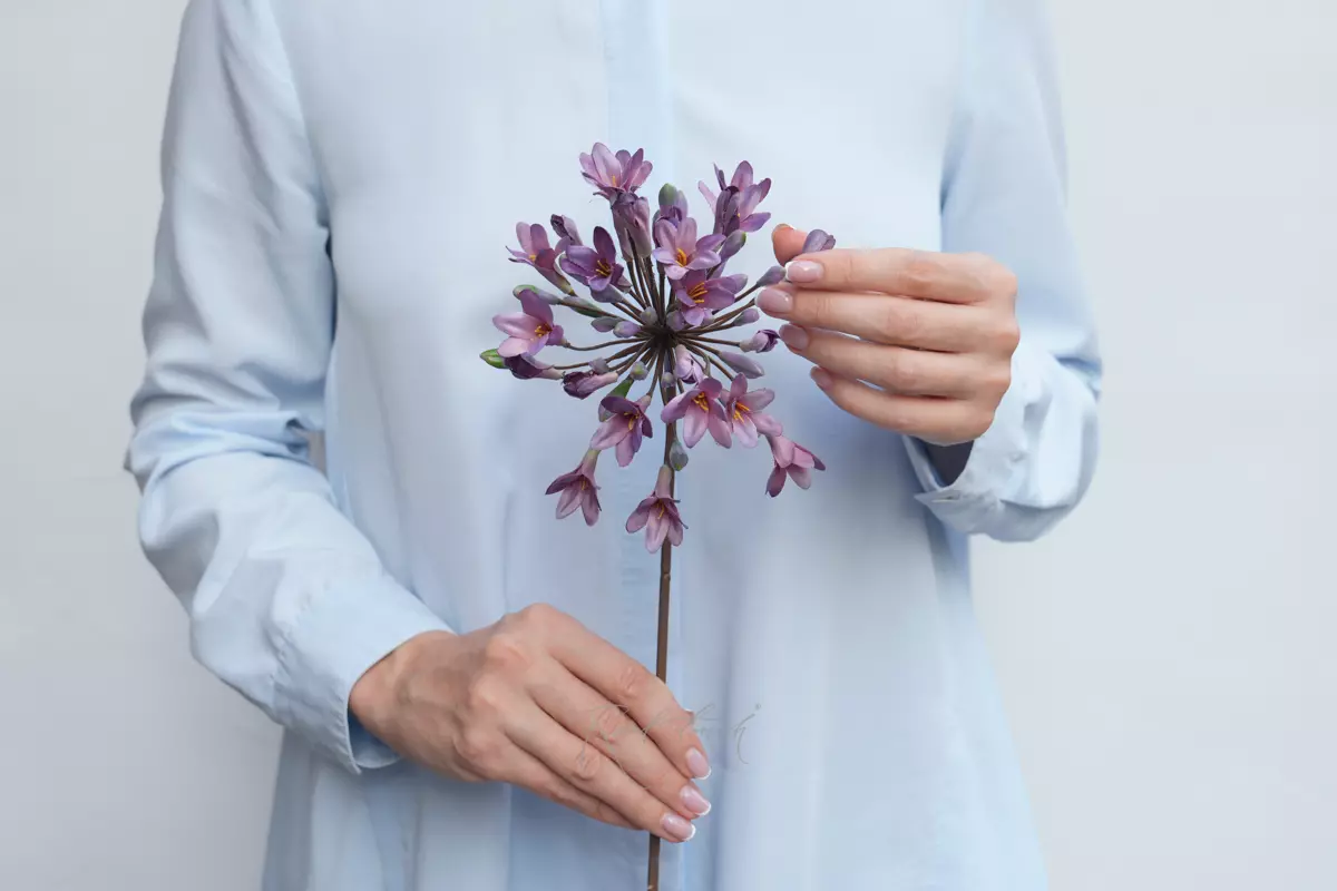 Agapanthus - lilac Agapanthus - lilac