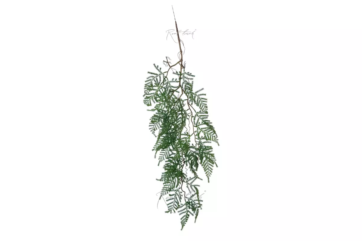 Plumosa Asparagus on Woody Stem 100 cm (Type 2) - Dark green