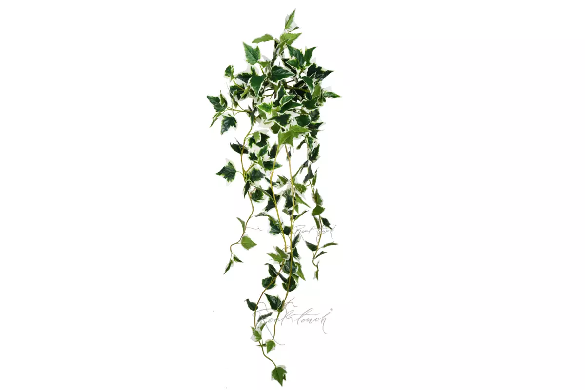 Ivy - bush - Green with white Ivy - bush - Green with white