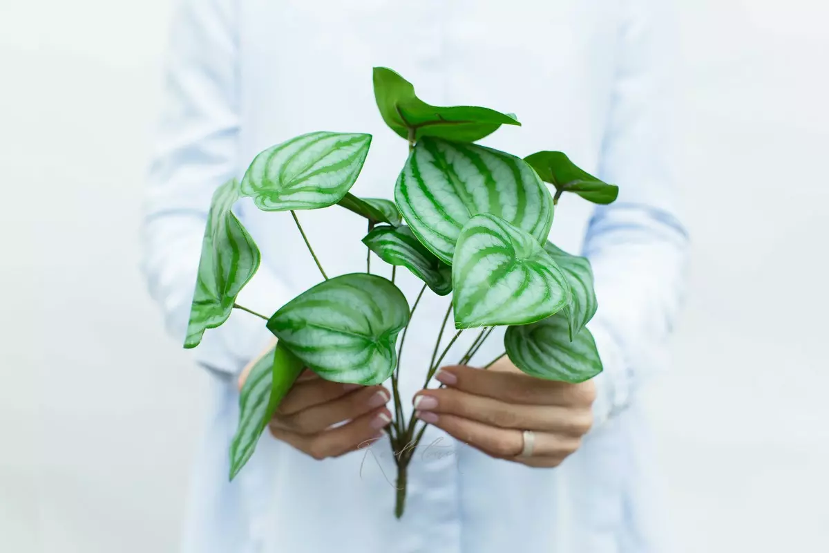 Peperomia watermelon bush with 12 leaves small - green