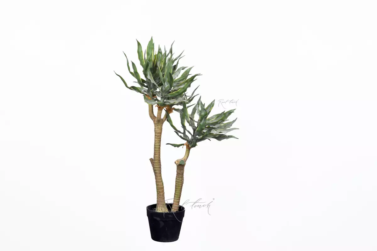 Yucca elephantipes 87cm in pots - green Yucca elephantipes 87cm in pots - green