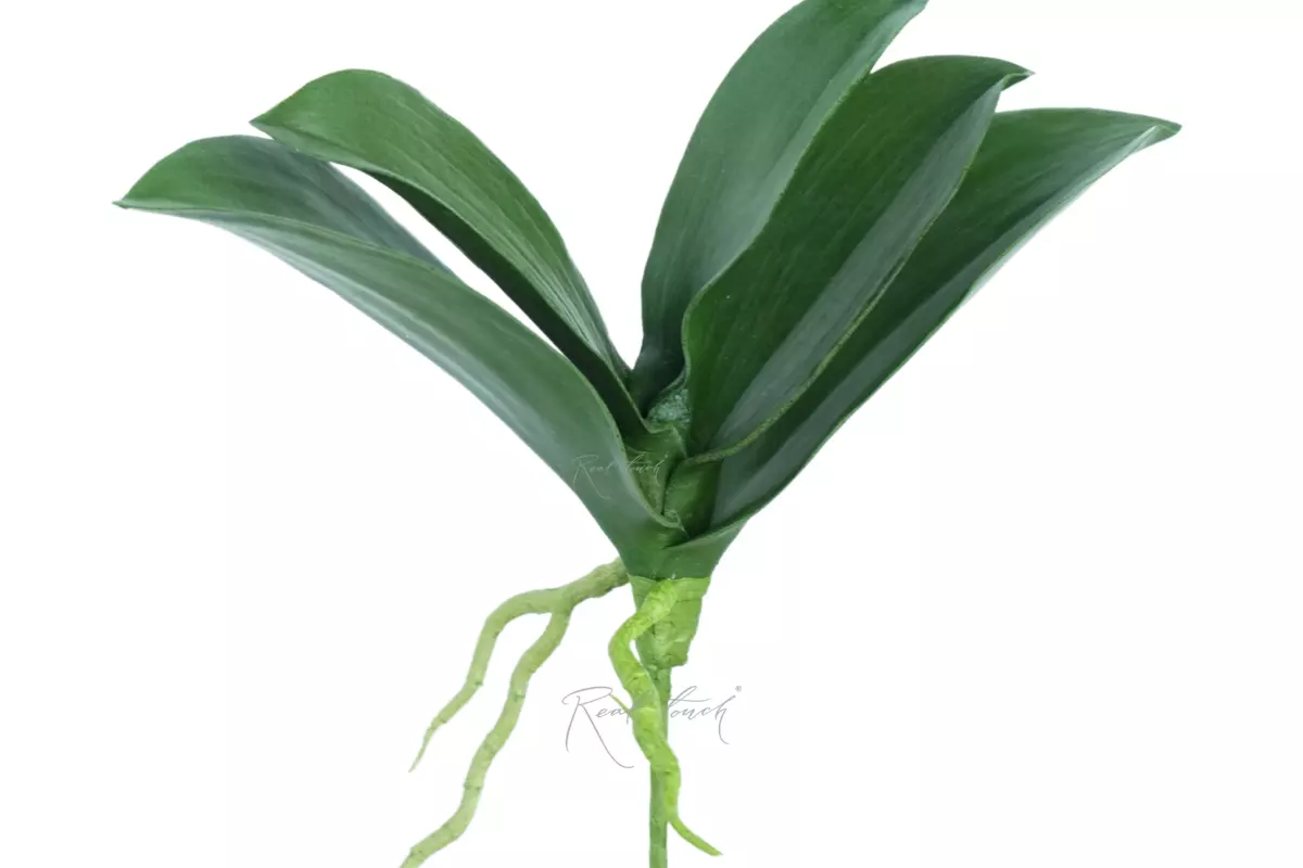 Bunch of Orchid leaves (size 1) - green Bunch of Orchid leaves (size 1) - green