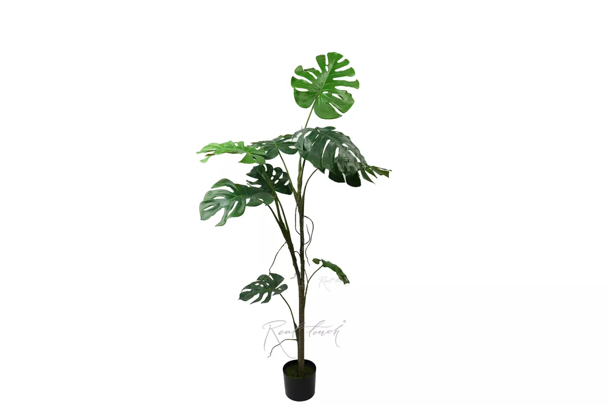 Monstera liana 168 cm in the planters - green Monstera liana 168 cm in the planters - green