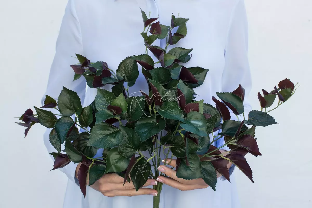 Plectrantus Ertendahl - Dark green