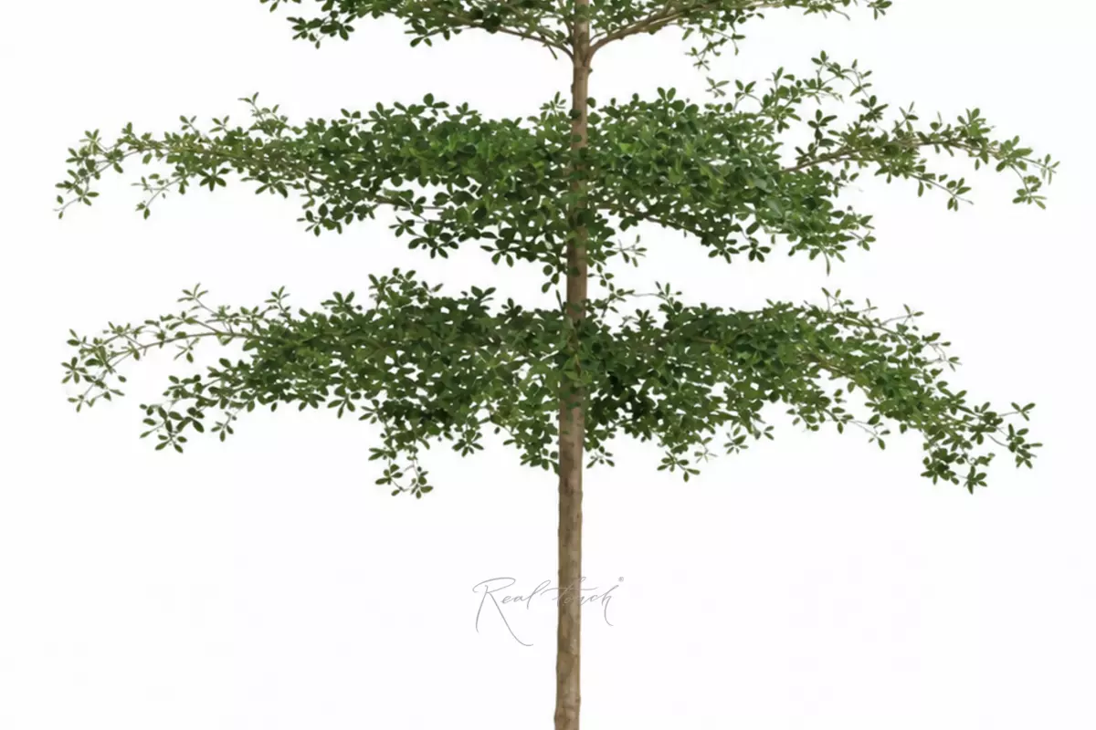 Olive tree 396 cm in a pot - green