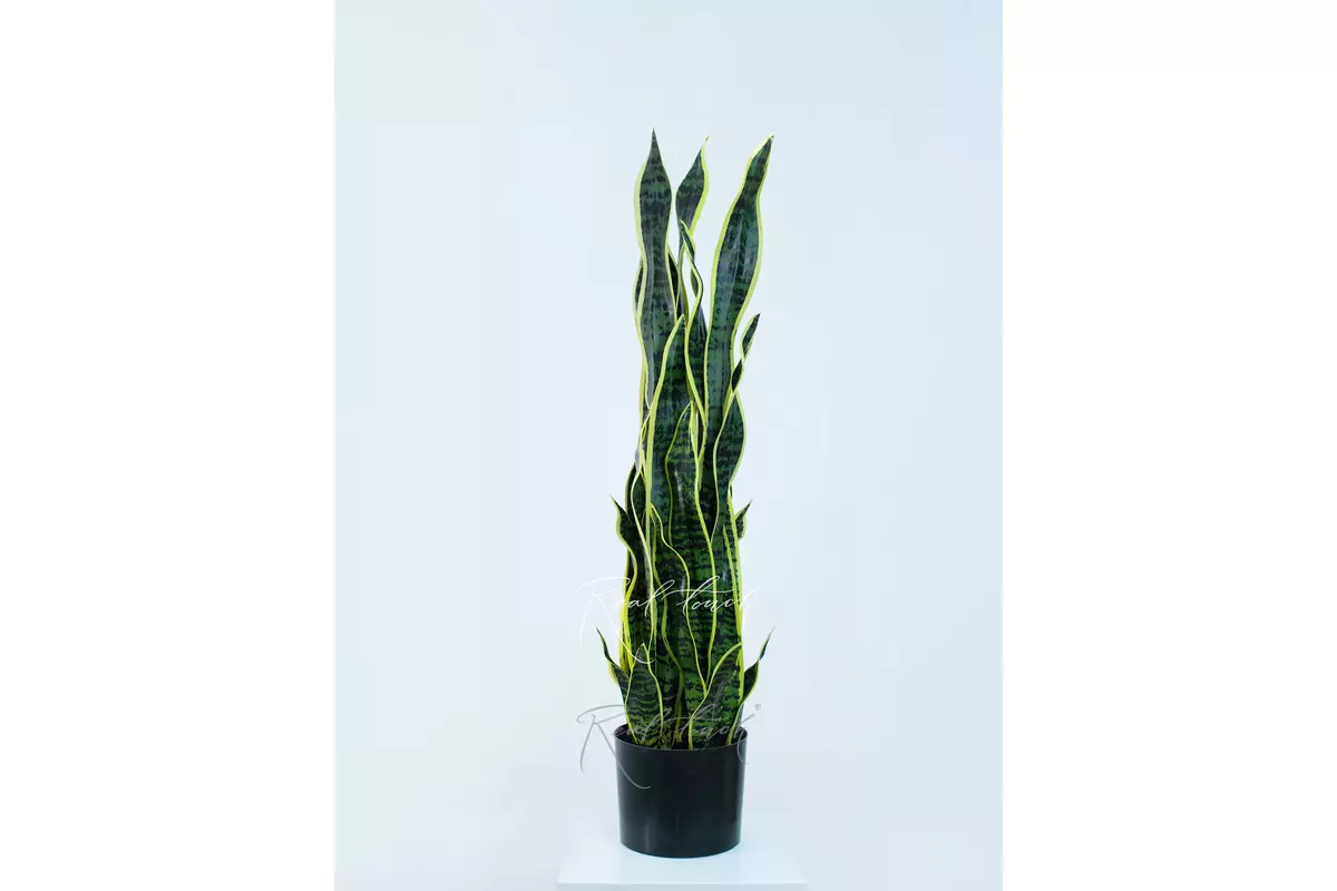 Sansevieria bush in pots 92cm - Yellow green