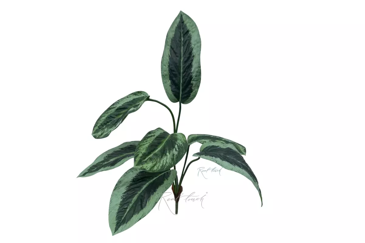 Aglaonema bush of 7 leaves - Green (light edges)