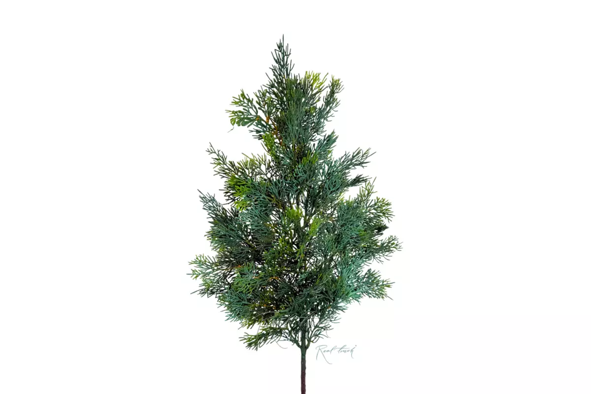Branch of Cypress - Dark green