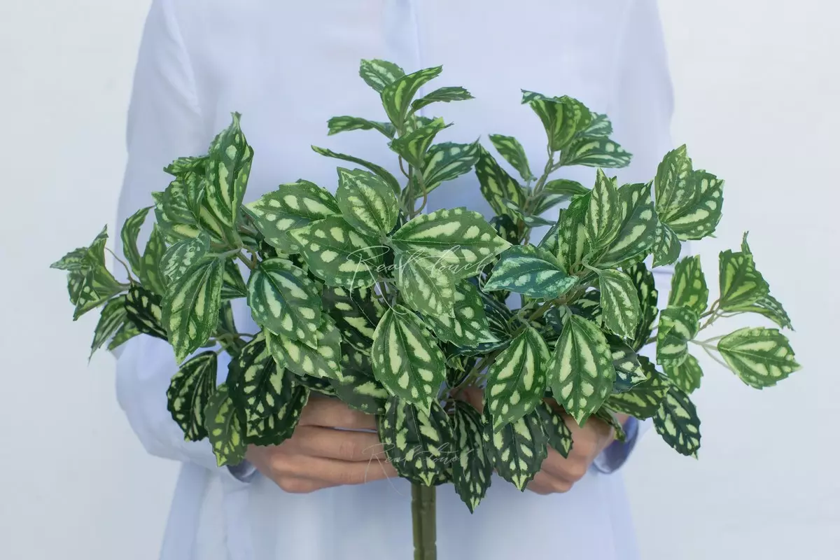 Pilea - green